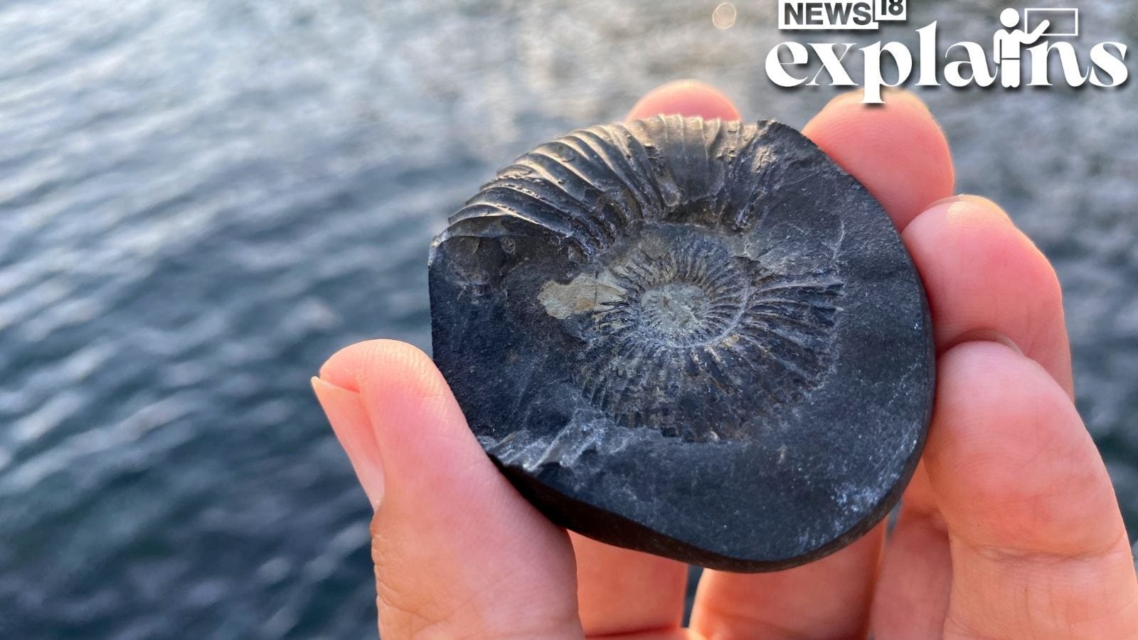 Shaligrams 'Image of Vishnu', What are Precious Fossil Stones Nepal's