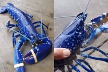 Watch: This Blue Lobster Is So Rare That You Only Find One in Two Million