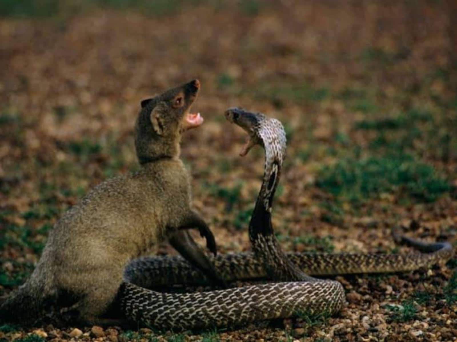 indian king cobra vs mongoose