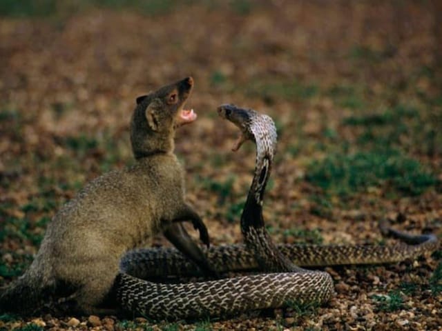 Mongoose Vs Cobra Who Wins Best Sale | www.abhabio.com