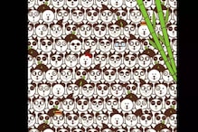Optical Illusion: Can You Spot Hidden Football in This Picture of Pandas?