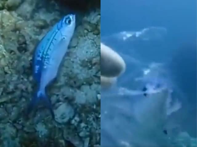 Watch: Diver Saving A Fish Trapped In Plastic Bag Wins Hearts On