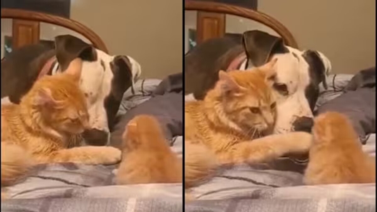 Cat 'Becomes a Dog' by Copying Its Behavior in Adorable Video