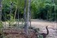 Viral Video Of 'Baby Dinosaurs In Jurassic Park' Leaves Internet Shocked