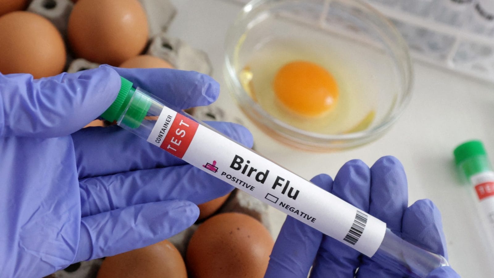 Jharkhand on Alert as Bird Flu Cases Reported in State-run Poultry Farm ...