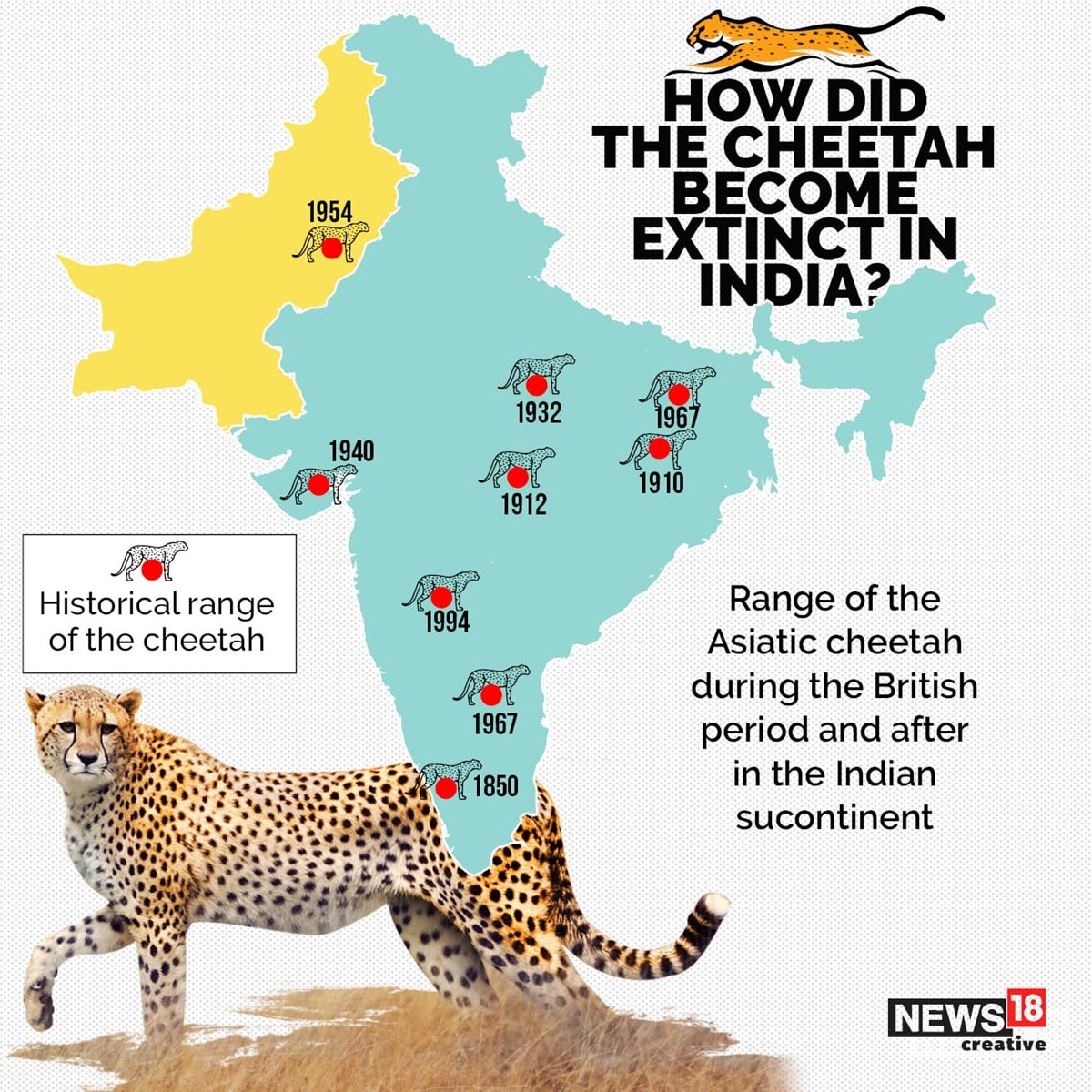 How Did Cheetah Become Extinct in India & How Has It Returned Home | In
