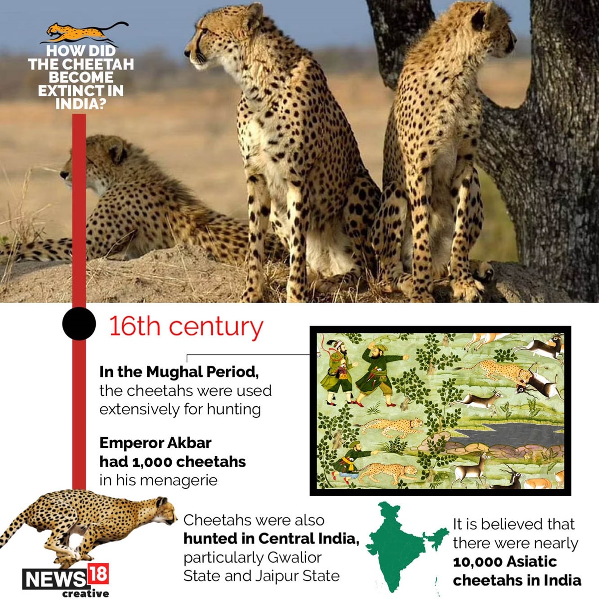 How Did Cheetah Become Extinct in India & How Has It Returned Home | In