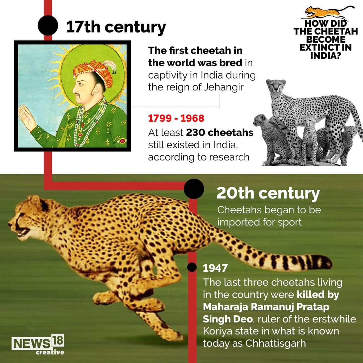 How Did Cheetah Become Extinct in India & How Has It Returned Home | In