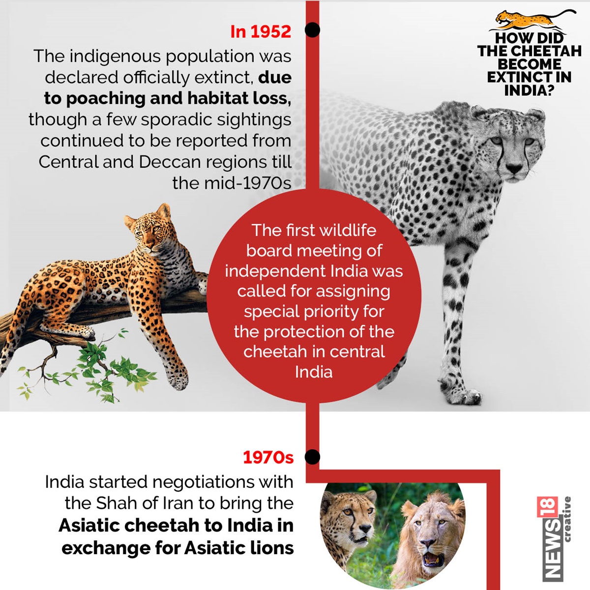 How Did Cheetah Become Extinct in India & How Has It Returned Home | In