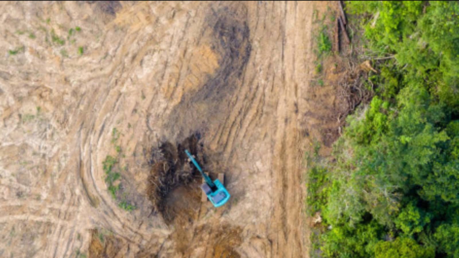 Carbon Credits: A Contested Tool to Fight Deforestation