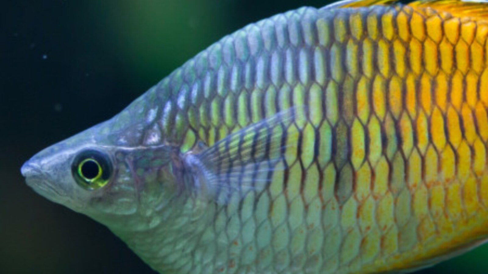 Could Natural Hybridization Help Reduce the Risk of Species Extinction?