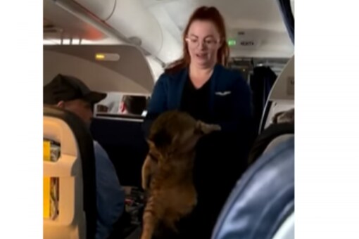 Flight attendant picking up the lost tabby cat. (Image source: YouTube)