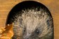 How Hedgehogs Could Live Longer Than We Think