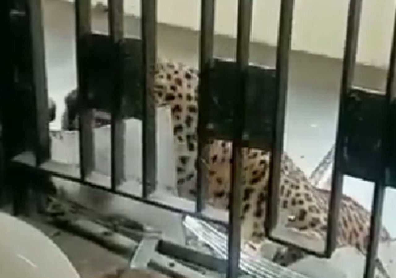 Leopard Enters Ghaziabad Court Complex, Many Injured After Attack