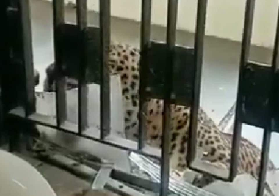 WATCH: Leopard Attack in Ghaziabad Court Complex, Several Injured