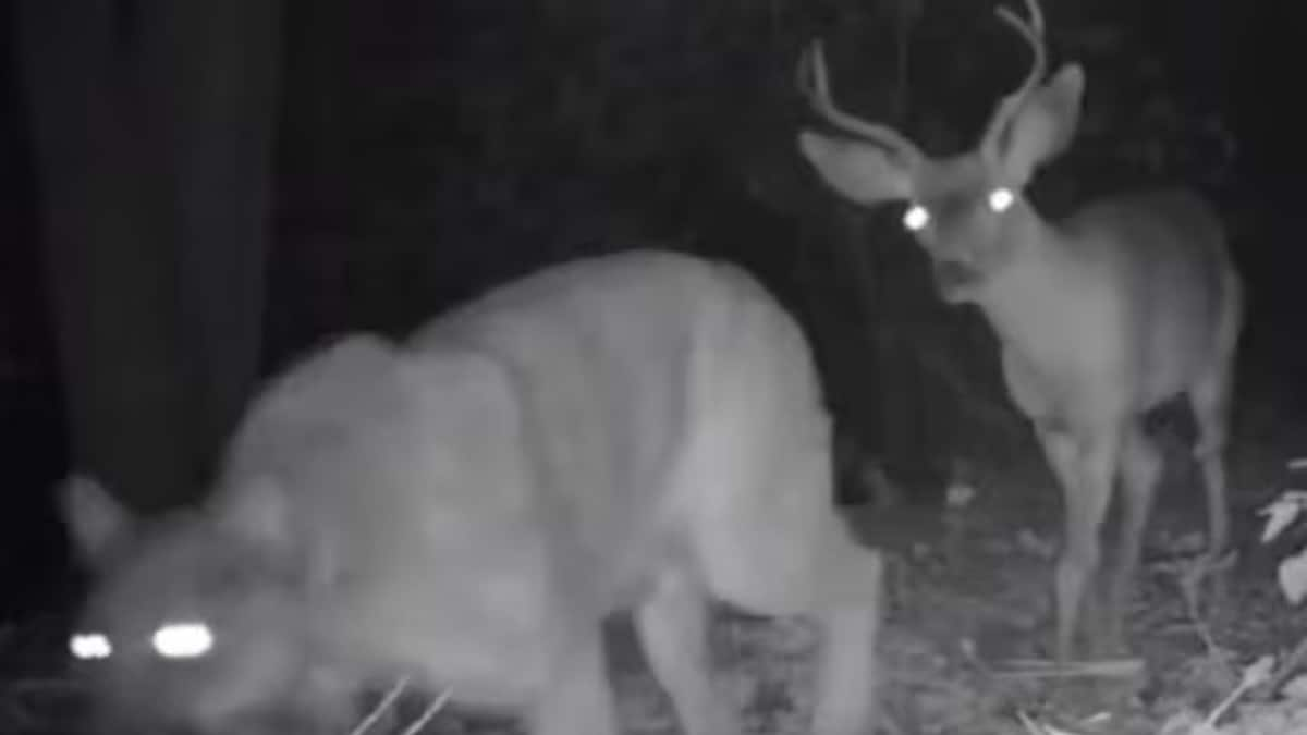 Watch: In A Rare Sight, Leopard And Deer Walk Together; Internet Is Amazed