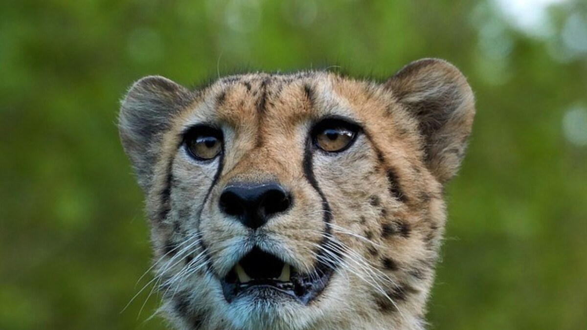 Eight Cheetahs Eight Namibian Cheetahs to Be Released into Wild at MP's Kuno National ...