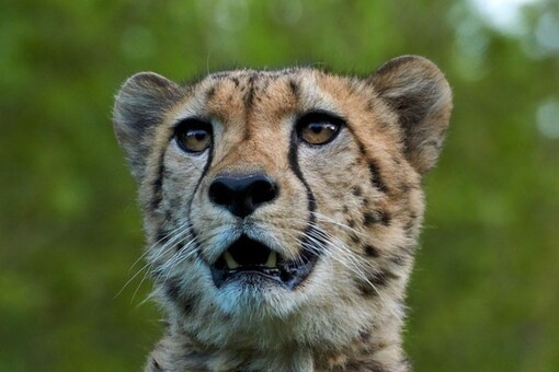 Eight Namibian Cheetahs to Be Released at MP's Kuno National Park Eight Namibian Cheetahs to Be Released at MP's Kuno National Park
