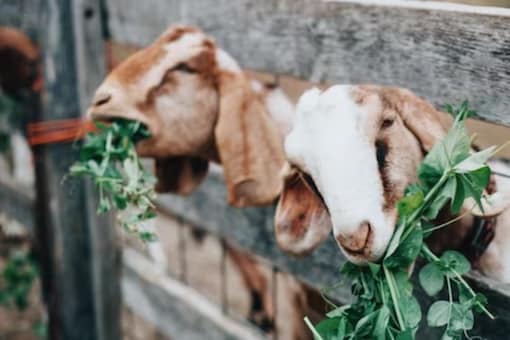 Mexico Zoo Director slaughters pygmy goats, serves them for Christmas dinner Mexico Zoo Director slaughters pygmy goats, serves them for Christmas dinner