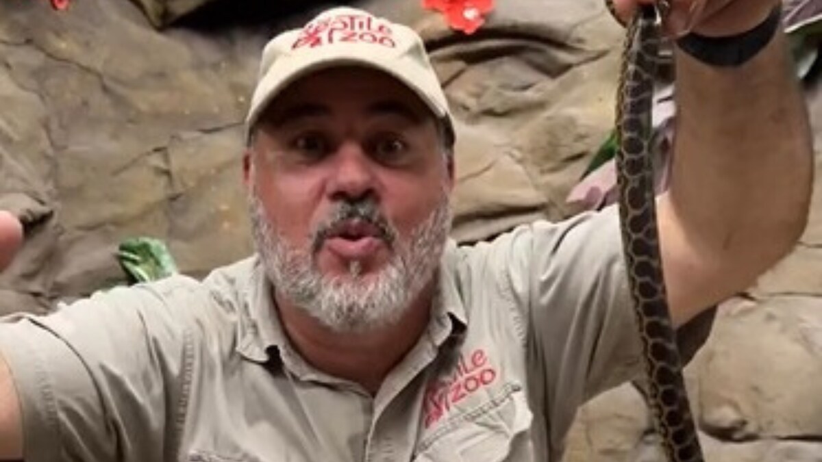 Video Of Baby Anacondas That Can Grow Upto 12 Feet Thrills The