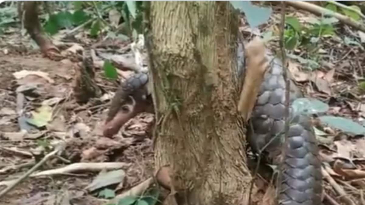 Did You Know Harmless Pangolins Are The Second Most Trafficked Mammals On Planet?