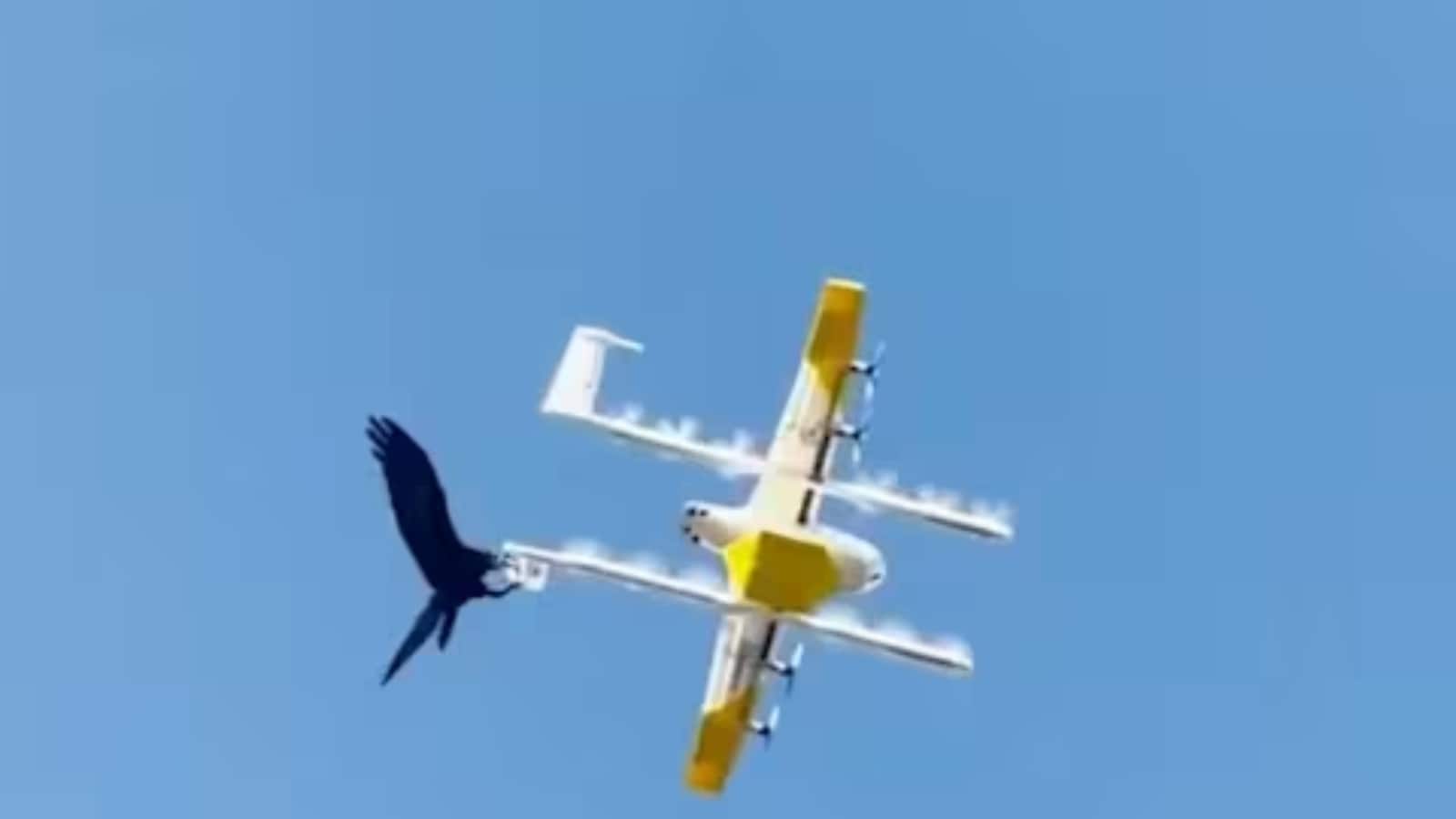 Watch: Australian raven Targets drone delivering coffee