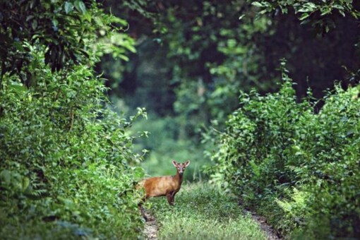Indian Muntjac deer in the middle of a forest trail. (Image source: twitter/@ParveenKaswan)