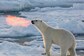 Wildlife Photographer’s Unique Capture Of A Polar Bear Stuns Internet; Check It Out