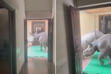 Watch: Rhinos In The Corridor? Yes, Be Prepared To Have Your Mind Blown -  News18