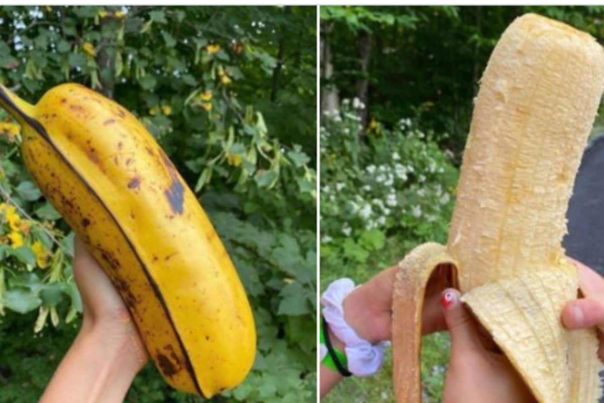 Giant Banana