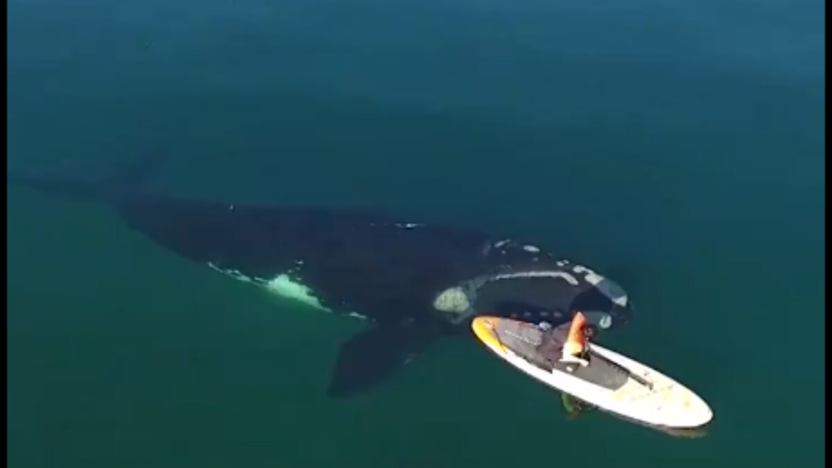 Paddleboarder’s Encounter With Giant Whale Caught On Camera