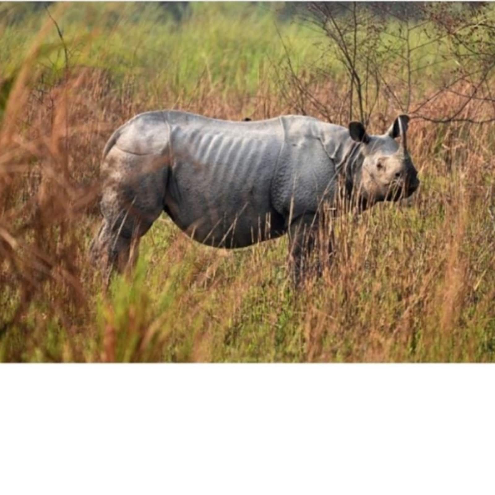 Носорог природная зона. Национальный парк Казиранга однорогий носорог. Носорог в саванне. Однорогий носорог Непала. Агрессивный носорог.