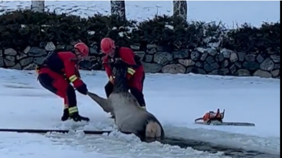 Watch: Firefighters Pull Out Elk Stuck In Ice Pond