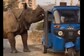 Just Another Field Day For This Rhino Who Scared Auto Driver Away