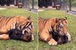 Watch: 'Best Friends' Tiger And Dog Play Together In Adorable Video