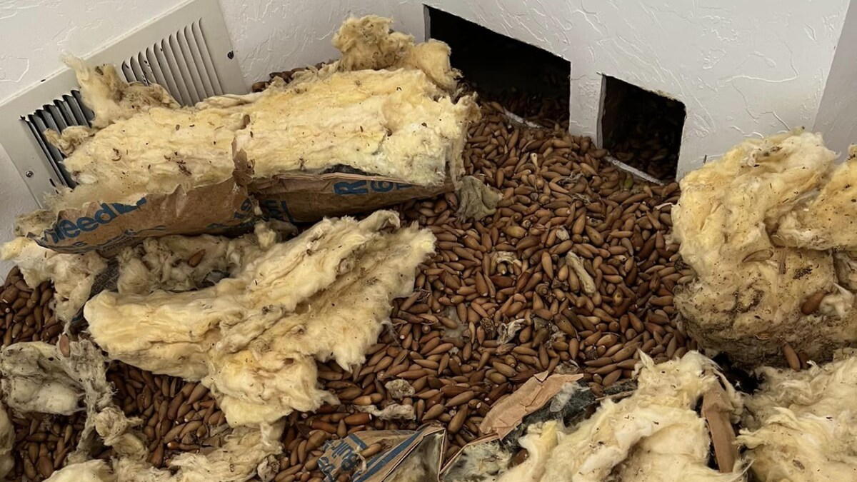 Serial Hoarder? Woodpecker Stores 300 Kg Acorn Inside California House