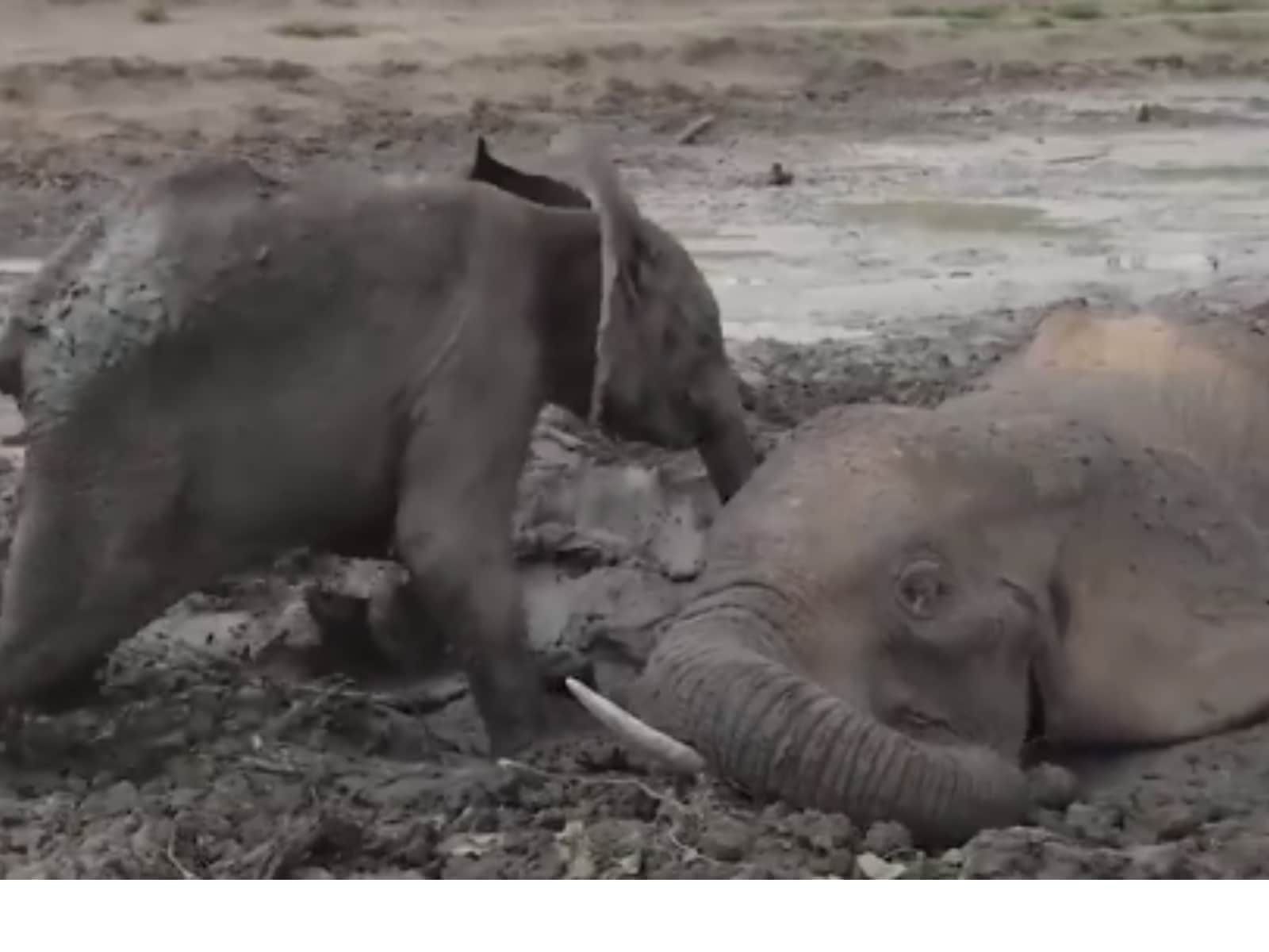 Baby Elephant Refuses To Leave Mother's Side After They Get Stuck In Muddy  Pit - News18