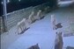 Pride Of Lions Caught On Camera Casually Strolling On Gujarat Street