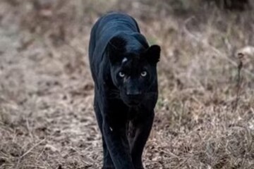 Watch: Officials At Nagarahole Tiger Reserve Capture Melanistic Black  Panther - News18