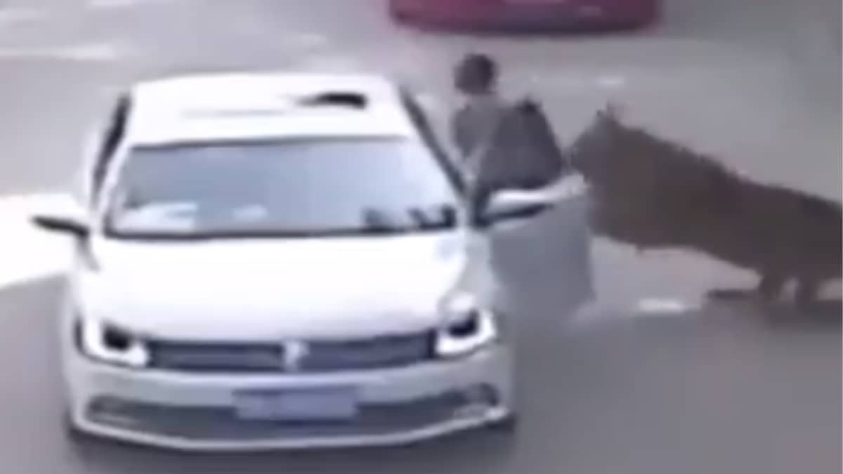 Bone-Chilling Video: Tiger Drags A Woman Into The Wild In Beijing