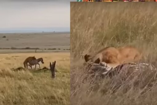 Video of a lioness attacking zebra that couldn't detect its scent due to upwind goes viral Video of a lioness attacking zebra that couldn't detect its scent due to upwind goes viral