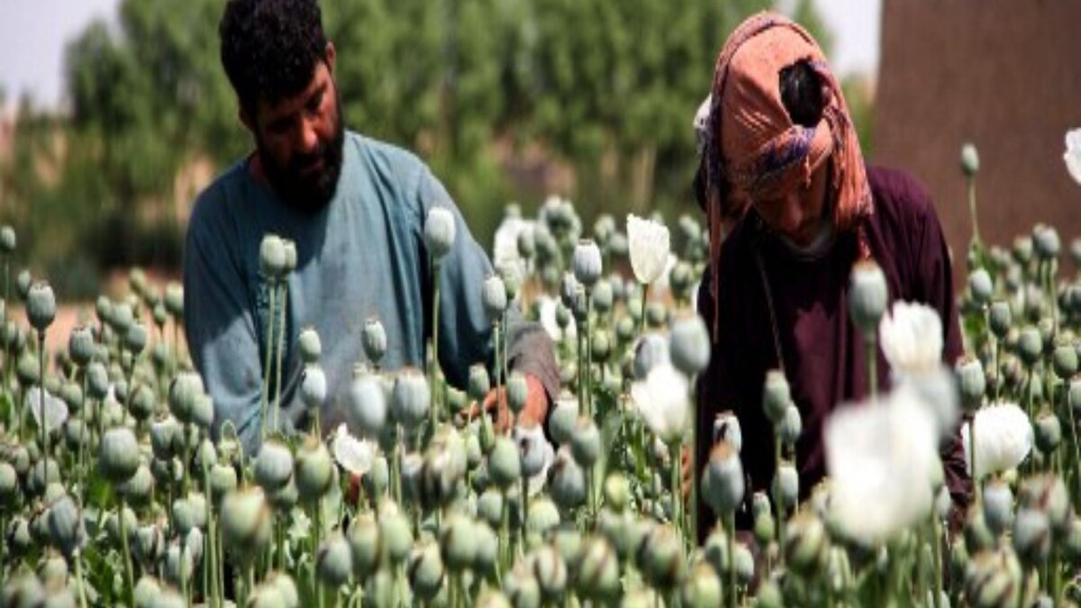 Profits and Poppy: How Afghanistan’s Drug Trade Supports Terrorism