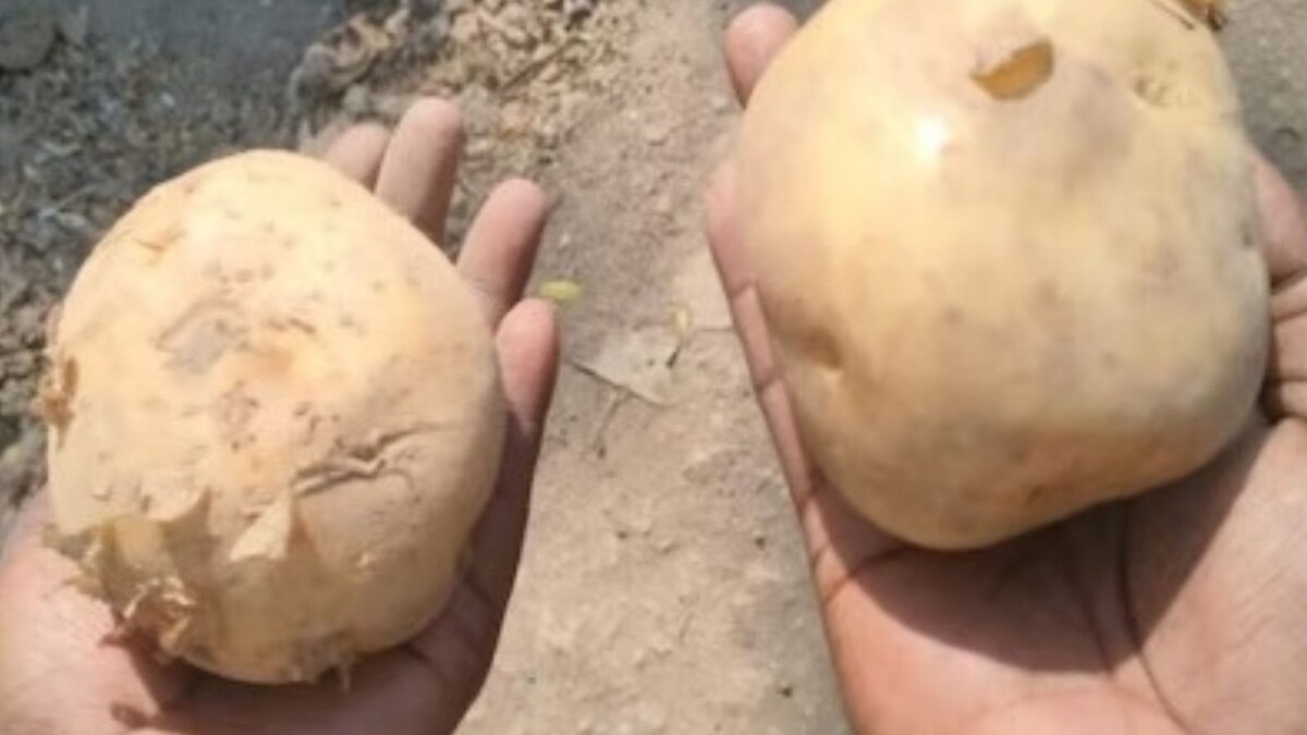 Here is How 'Fake Potatoes' Are Dominating Both Rural and Urban Markets