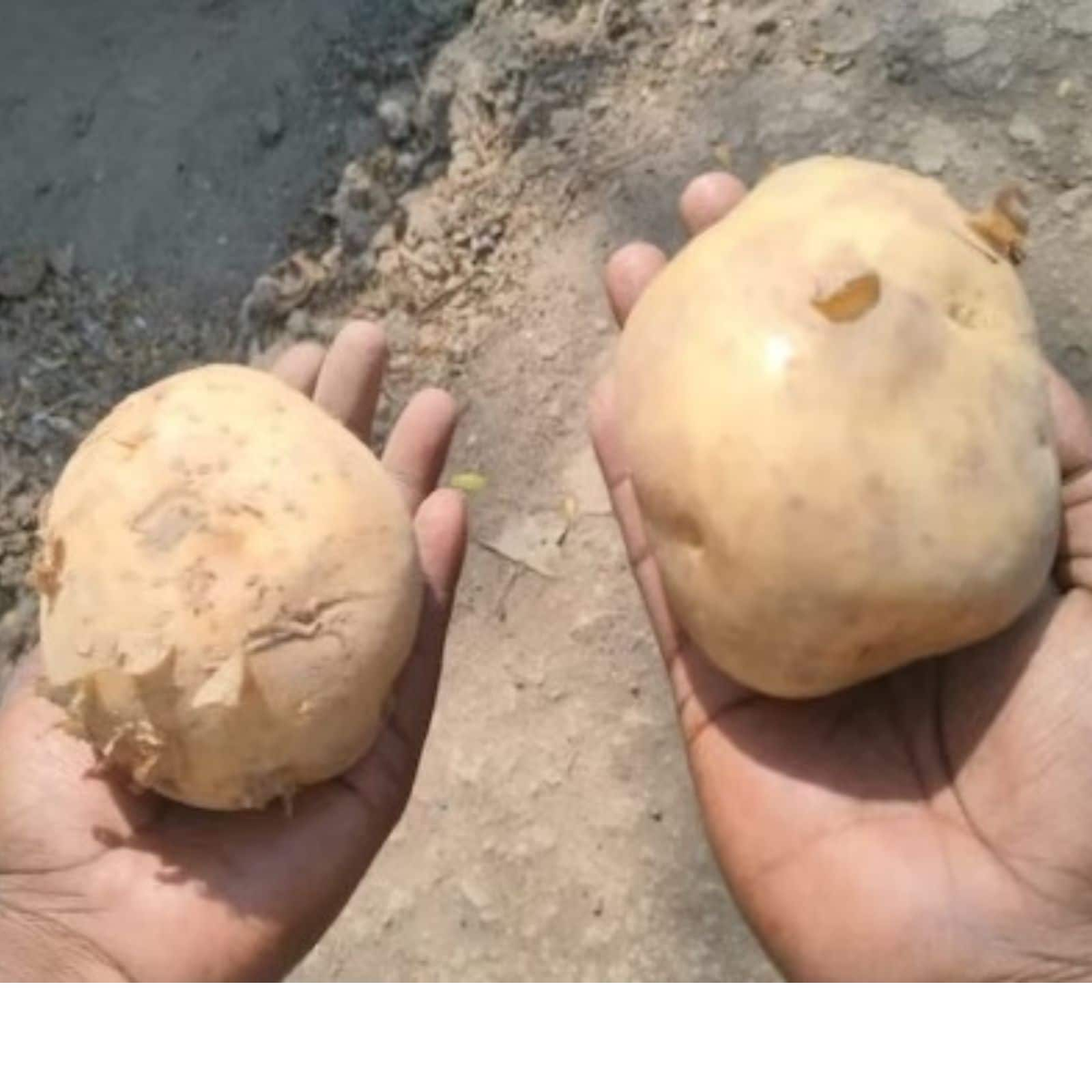 Here is How Fake Potatoes Are Dominating Both Rural and Urban