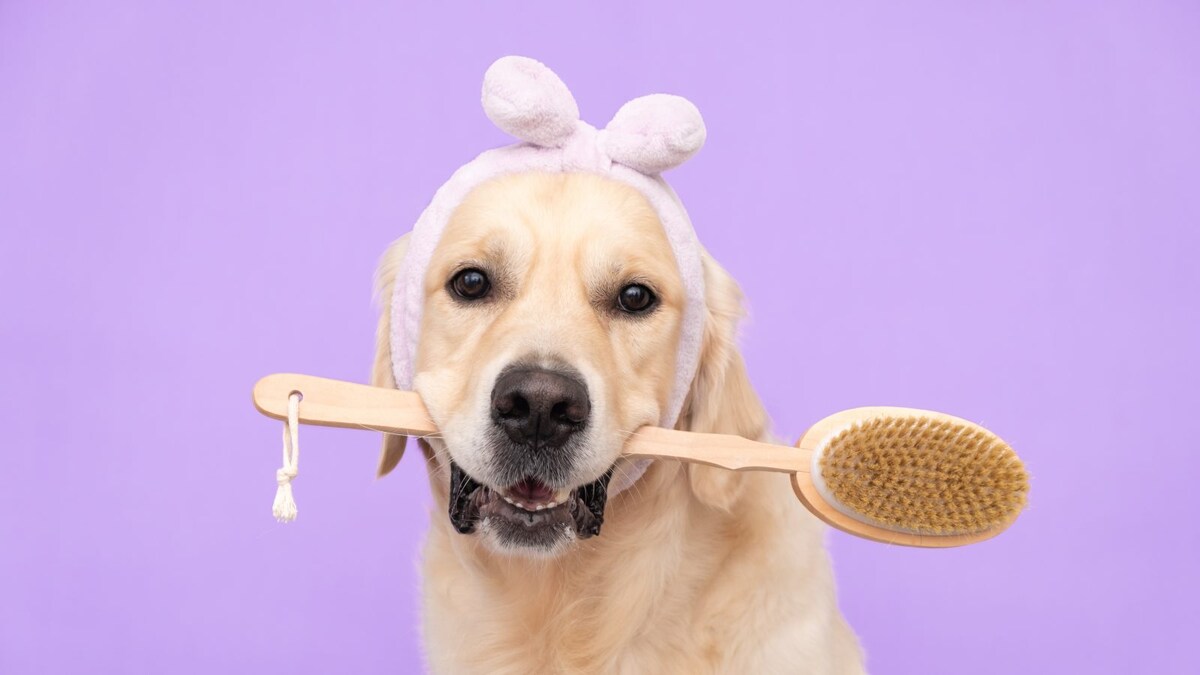 Common Myths About Pet Care New Fur Parents Should Avoid