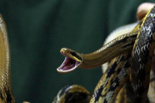 The man sank his teeth into the snake and bit its head off. (Representative image)