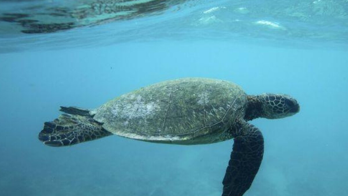 Warming Oceans Threaten Sea Turtle Reproduction: Study - News18