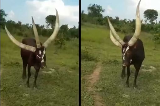 This Twitter Video Shows a Rare Three-Horned Cow; Leaves Internet Baffled This Twitter Video Shows a Rare Three-Horned Cow; Leaves Internet Baffled