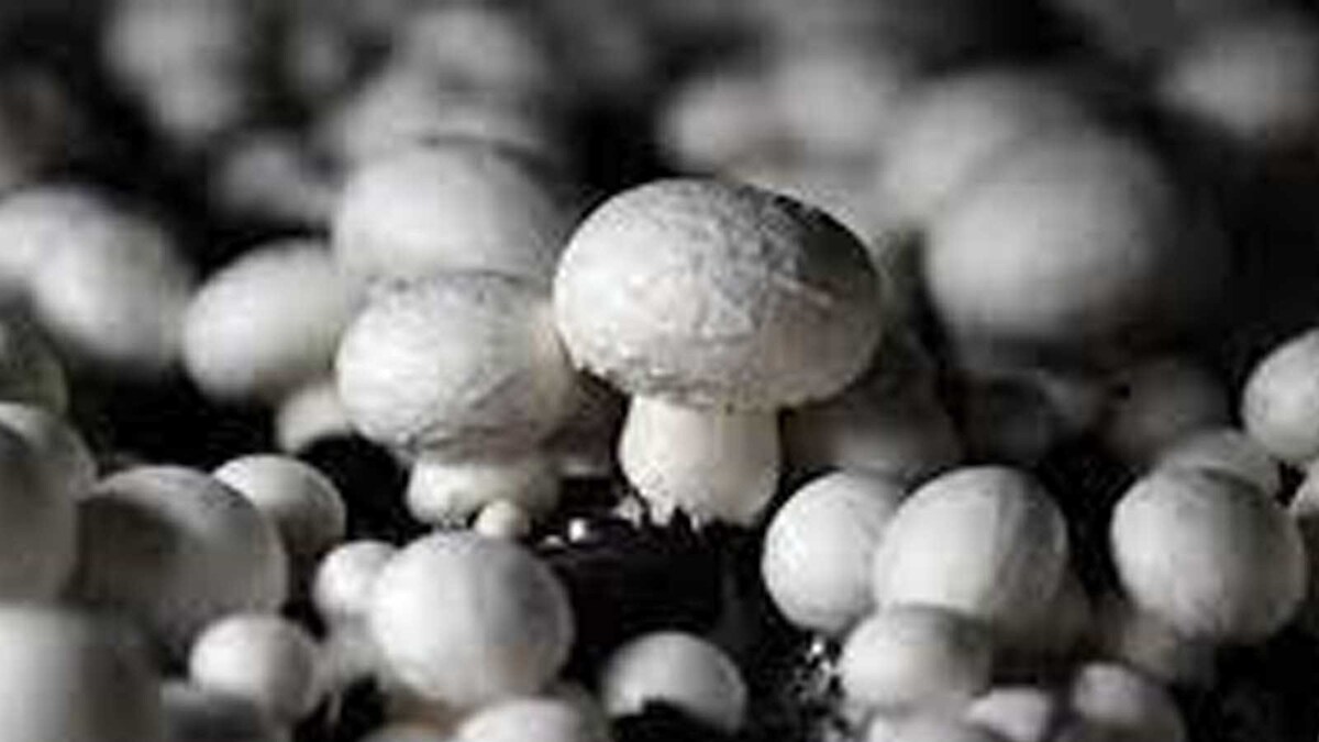 5 Simple Ways To Keep Mushrooms Fresh For A Long Time - News18