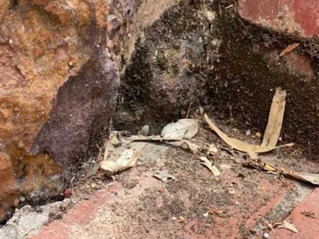 Optical Illusion Can You Find The Hidden Snake Amid The Rocky Surface Optical Illusion Can You Find The Hidden Snake Amid The Rocky Surface